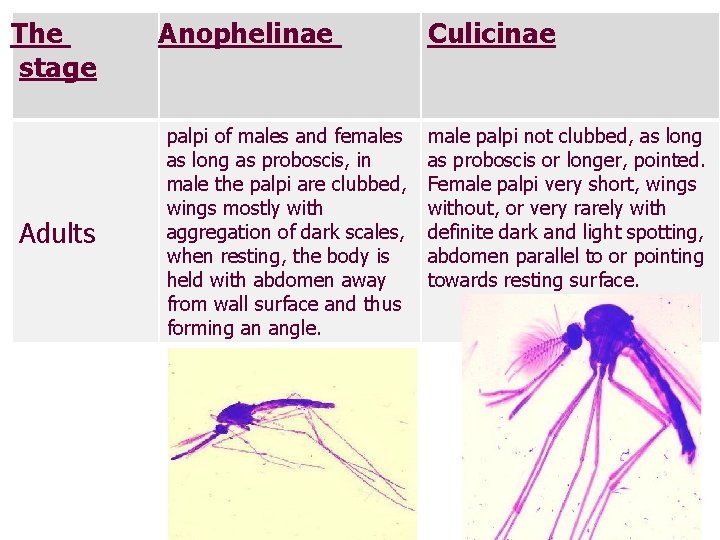 The stage Adults Anophelinae palpi of males and females as long as proboscis, in