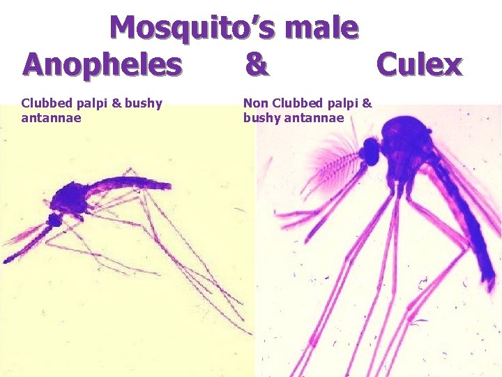 Mosquito’s male Anopheles & Culex Clubbed palpi & bushy antannae Non Clubbed palpi &
