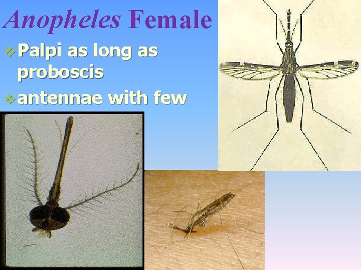 Anopheles Female v Palpi as long as proboscis v antennae with few hairs. 