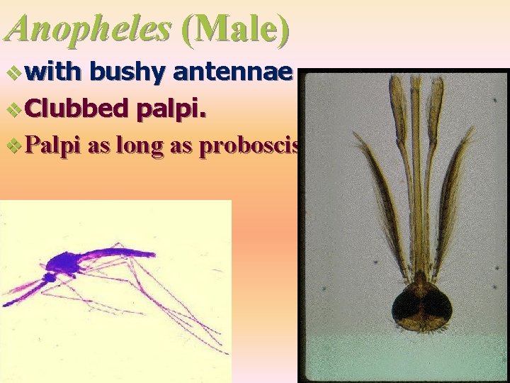 Anopheles (Male) v with bushy antennae v Clubbed palpi. v Palpi as long as