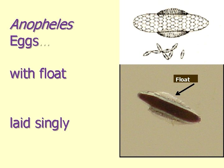 Anopheles Eggs… with float laid singly Float 