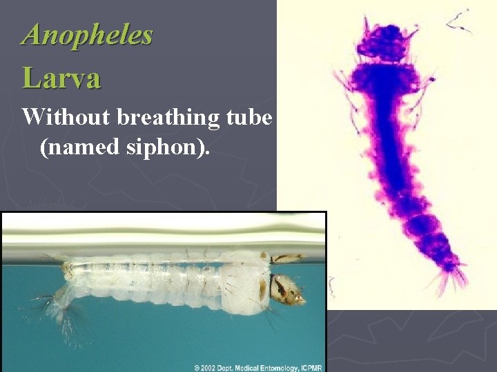 Anopheles Larva Without breathing tube (named siphon). 