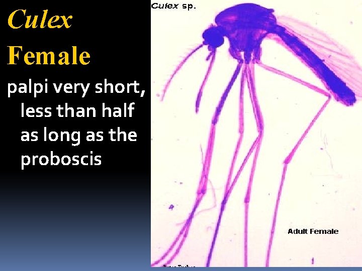 Culex Female palpi very short, less than half as long as the proboscis 