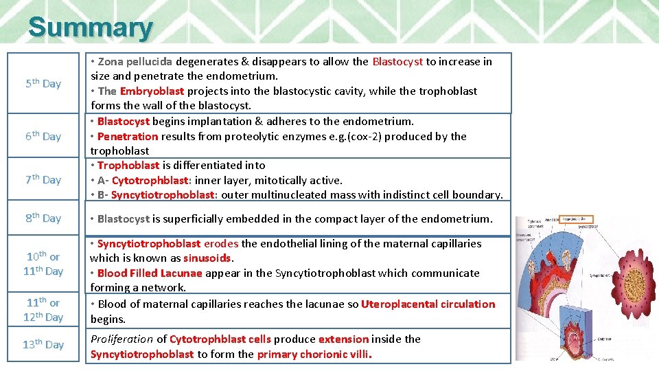 Summary 5 th Day 6 th Day 7 th Day 8 th Day 10