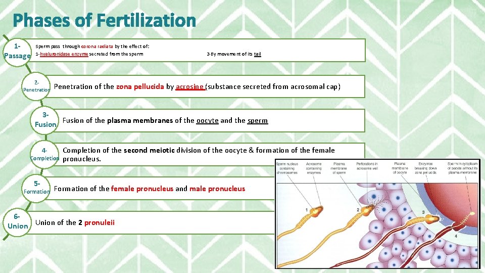 Phases of Fertilization 1 Passage Sperm pass through corona radiata by the effect of: