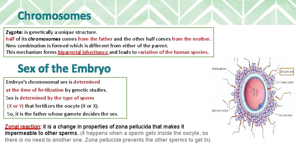 Chromosomes Zygote: is genetically a unique structure. half of its chromosomes comes from the