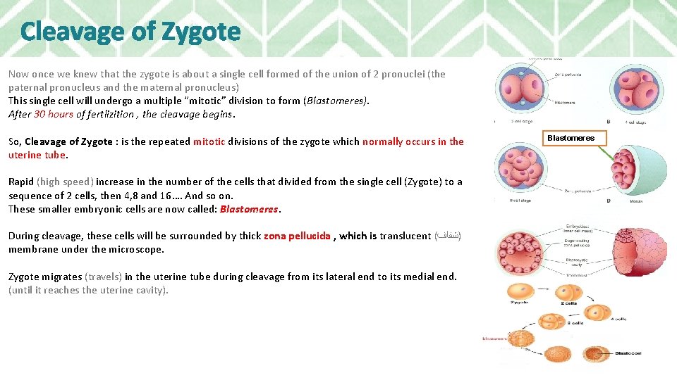 Cleavage of Zygote Now once we knew that the zygote is about a single