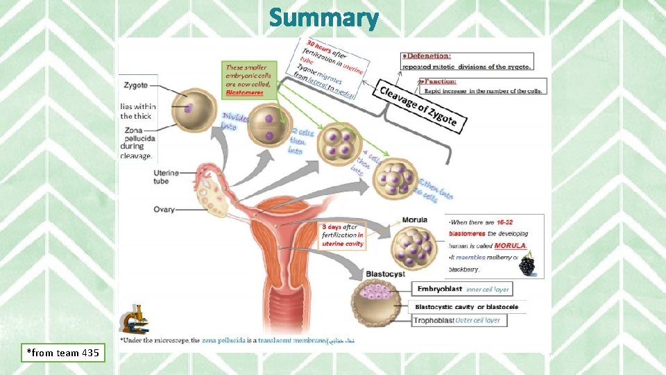 Summary *from team 435 