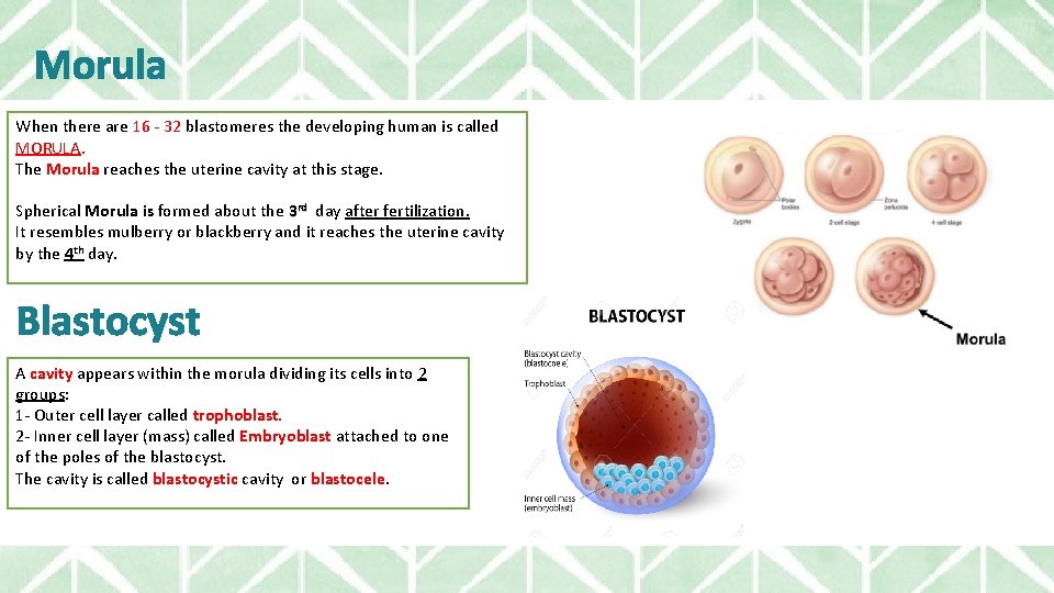 Morula When there are 16 - 32 blastomeres the developing human is called MORULA.
