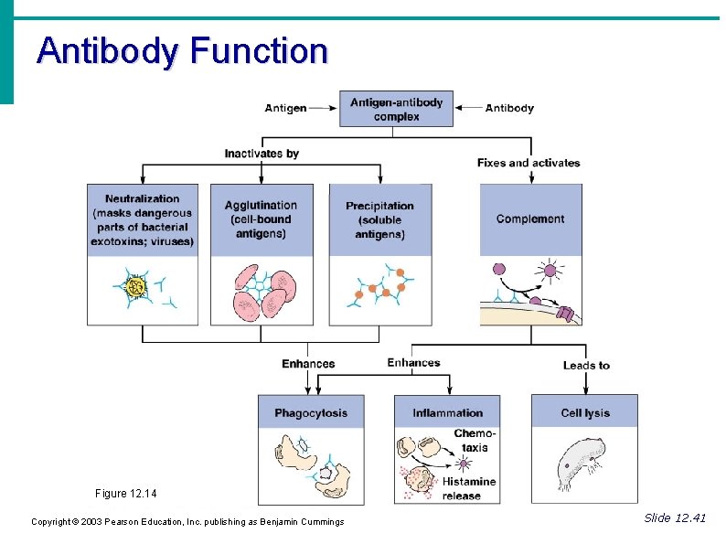 Antibodies Immunoglobulins Igs Soluble proteins secreted by B