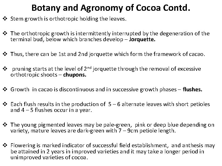 Botany and Agronomy of Cocoa Contd. v Stem growth is orthotropic holding the leaves.