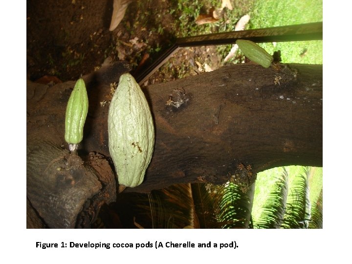 Figure 1: Developing cocoa pods (A Cherelle and a pod). 
