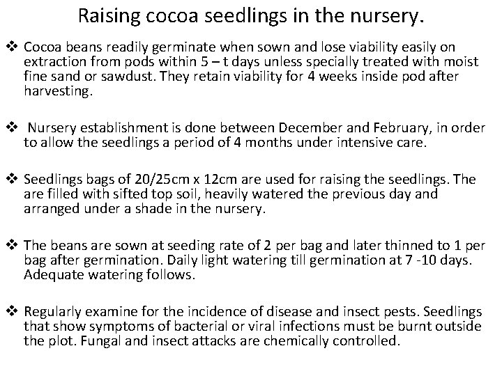 Raising cocoa seedlings in the nursery. v Cocoa beans readily germinate when sown and