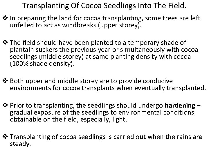 Transplanting Of Cocoa Seedlings Into The Field. v In preparing the land for cocoa