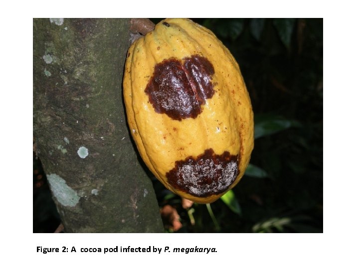 Figure 2: A cocoa pod infected by P. megakarya. 