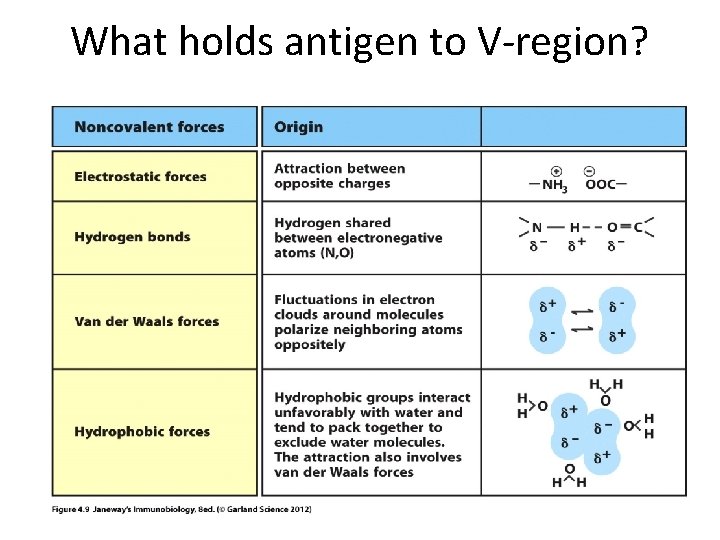 What holds antigen to V-region? 