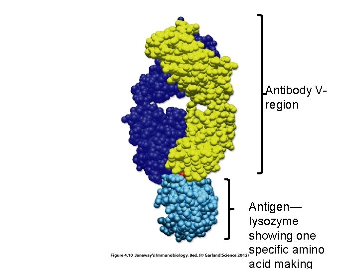 Antibody Vregion Antigen— lysozyme showing one specific amino acid making 