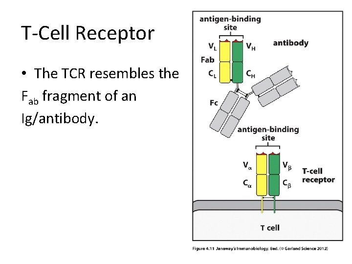 T-Cell Receptor • The TCR resembles the Fab fragment of an Ig/antibody. 