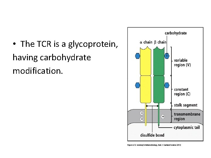  • The TCR is a glycoprotein, having carbohydrate modification. 