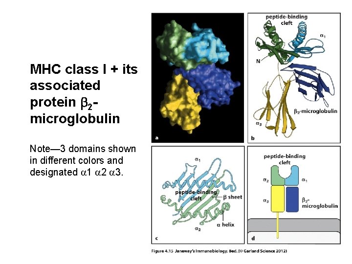 MHC class I + its associated protein b 2 microglobulin Note— 3 domains shown