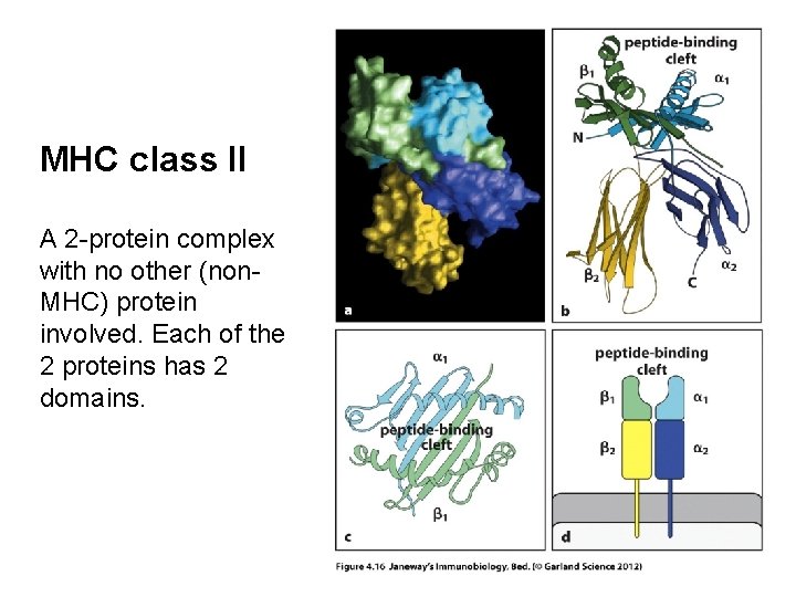 MHC class II A 2 -protein complex with no other (non. MHC) protein involved.