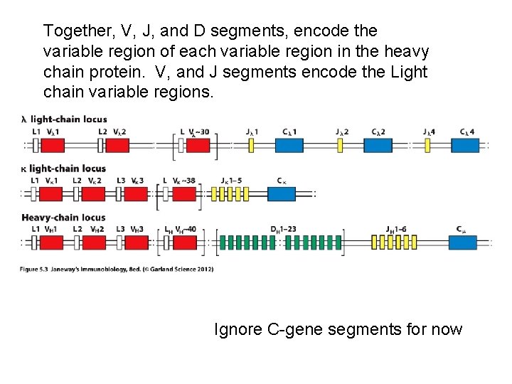 Together, V, J, and D segments, encode the variable region of each variable region