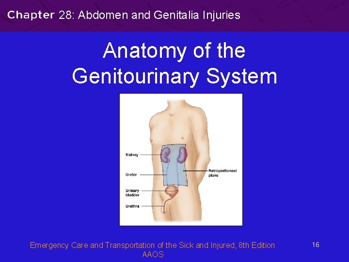 28: Abdomen and Genitalia Injuries Anatomy of the Genitourinary System Emergency Care and Transportation