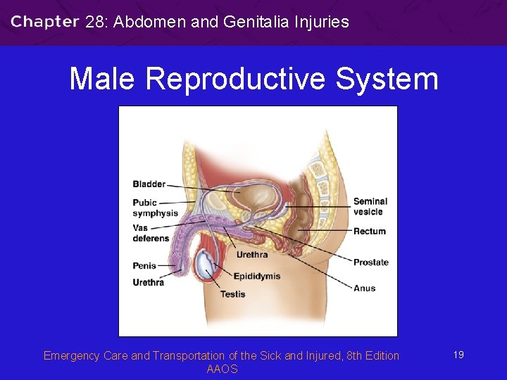 28: Abdomen and Genitalia Injuries Male Reproductive System Emergency Care and Transportation of the