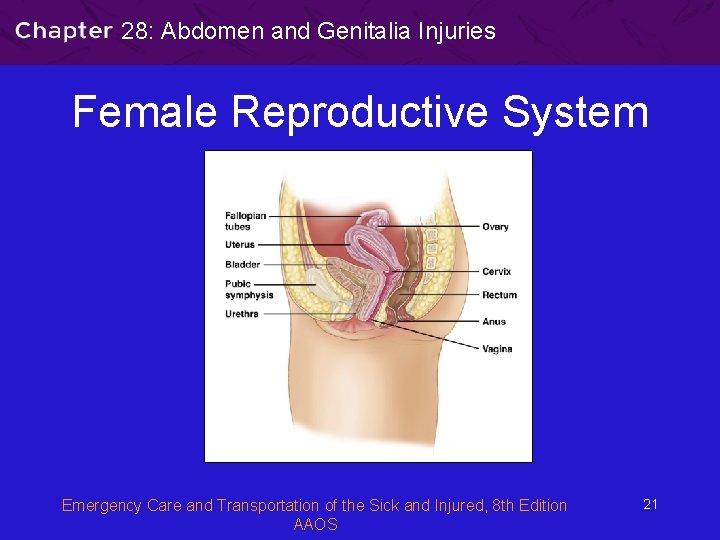 28: Abdomen and Genitalia Injuries Female Reproductive System Emergency Care and Transportation of the
