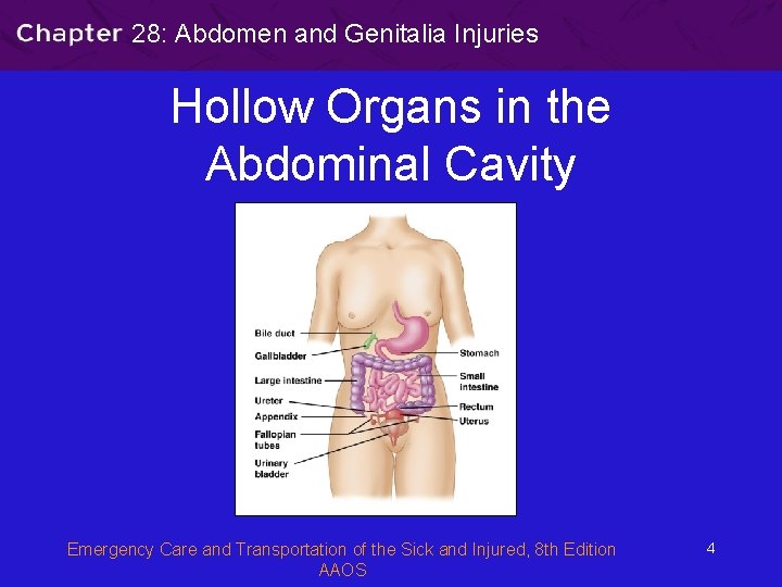 28: Abdomen and Genitalia Injuries Hollow Organs in the Abdominal Cavity Emergency Care and