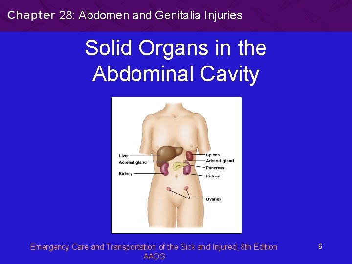 28: Abdomen and Genitalia Injuries Solid Organs in the Abdominal Cavity Emergency Care and