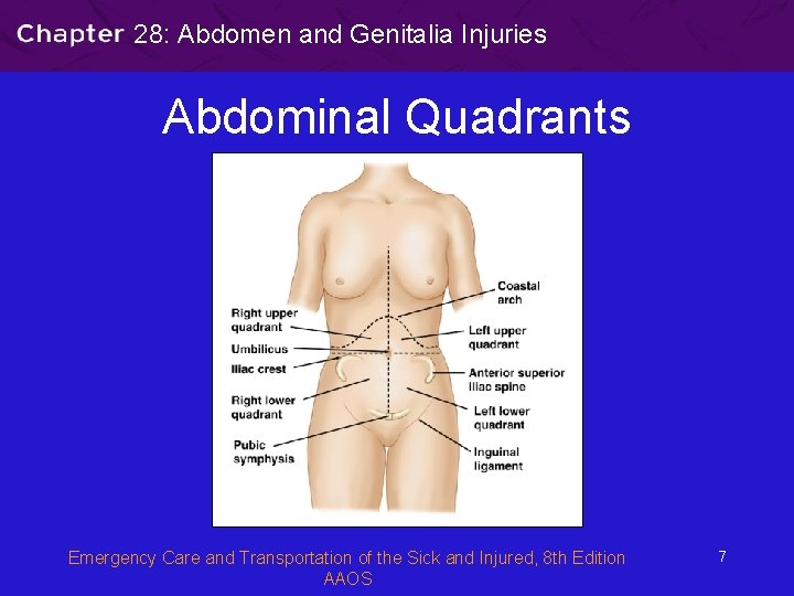28: Abdomen and Genitalia Injuries Abdominal Quadrants Emergency Care and Transportation of the Sick