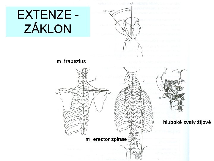 EXTENZE ZÁKLON m. trapezius hluboké svaly šíjové m. erector spinae 