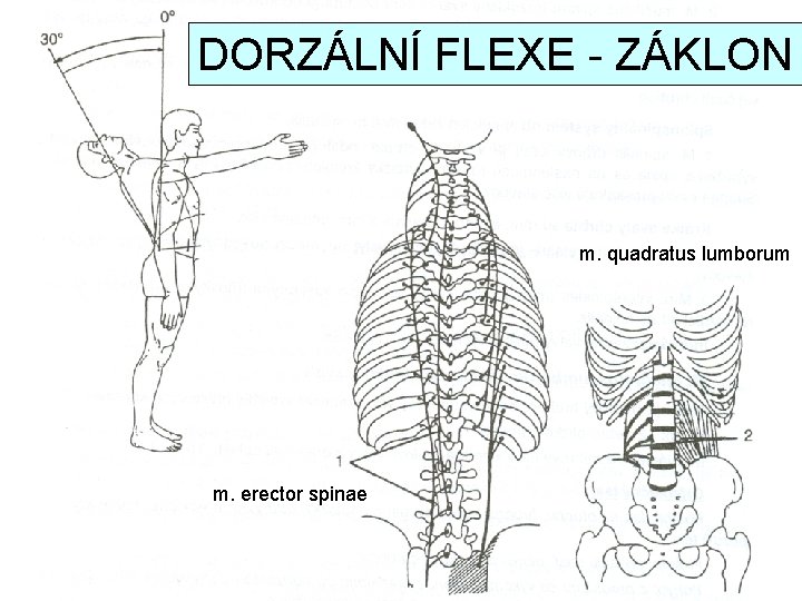 DORZÁLNÍ FLEXE - ZÁKLON m. quadratus lumborum m. erector spinae 