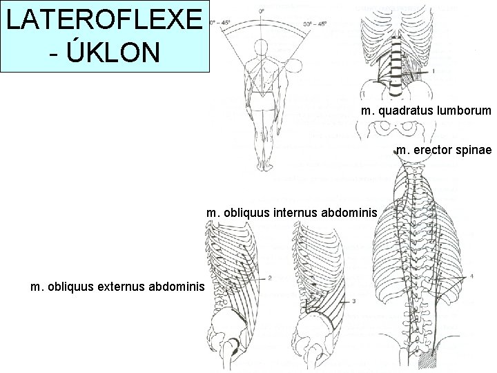 LATEROFLEXE - ÚKLON m. quadratus lumborum m. erector spinae m. obliquus internus abdominis m.