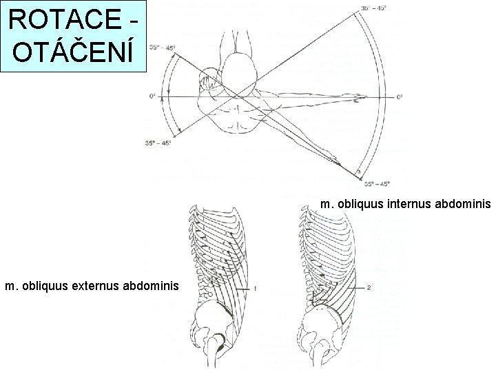 ROTACE OTÁČENÍ m. obliquus internus abdominis m. obliquus externus abdominis 