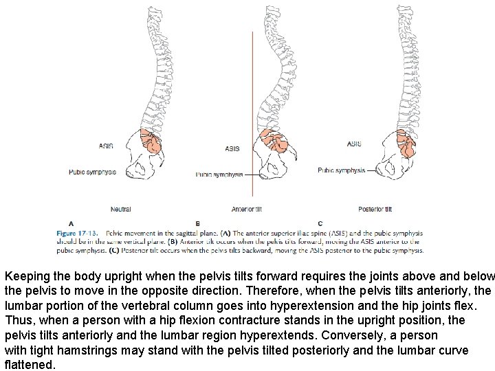 Keeping the body upright when the pelvis tilts forward requires the joints above and