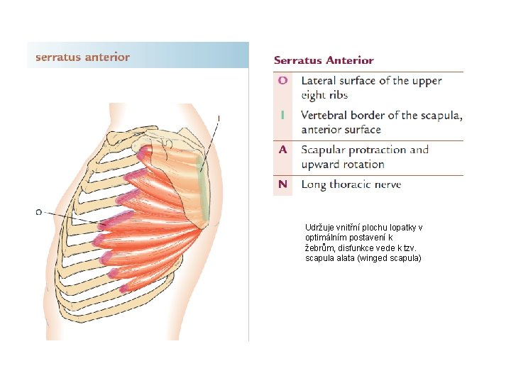 Udržuje vnitřní plochu lopatky v optimálním postavení k žebrům, disfunkce vede k tzv. scapula