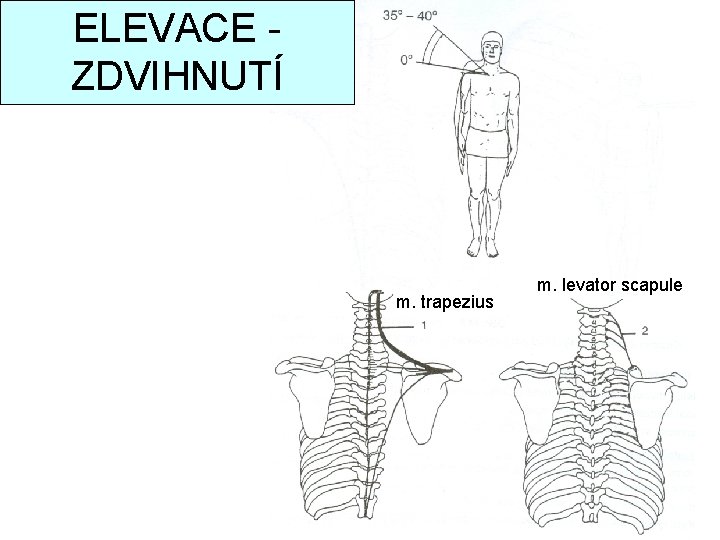 ELEVACE ZDVIHNUTÍ m. trapezius m. levator scapule 