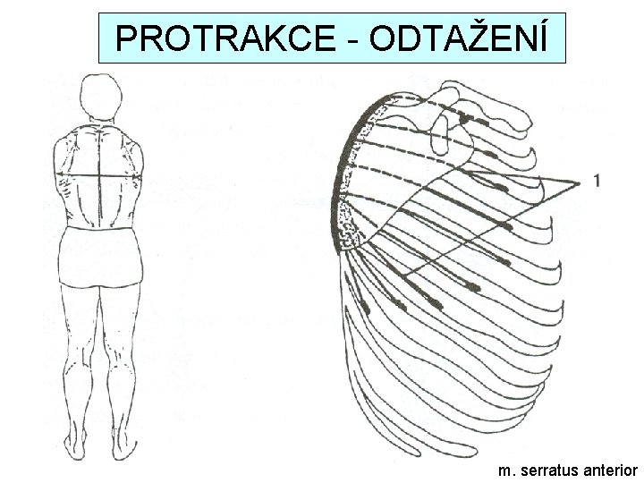 PROTRAKCE - ODTAŽENÍ m. serratus anterior 