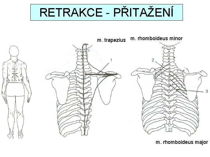 RETRAKCE - PŘITAŽENÍ m. trapezius m. rhomboideus minor m. rhomboideus major 
