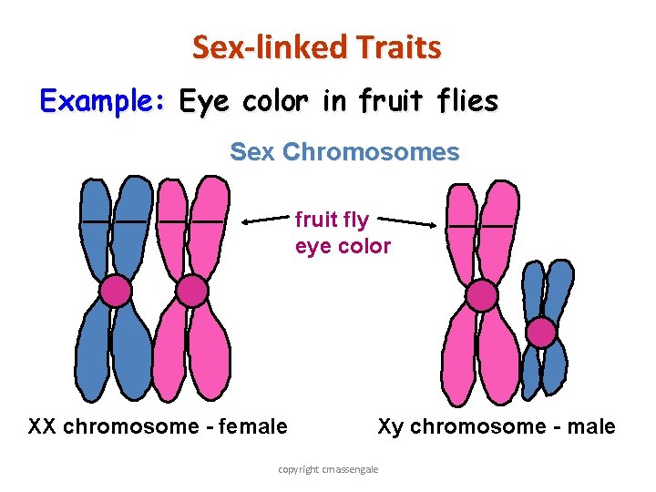 Sex-linked Traits Example: Eye color in fruit flies Sex Chromosomes fruit fly eye color
