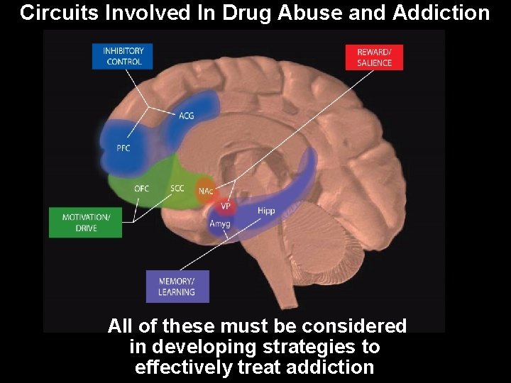 Circuits Involved In Drug Abuse and Addiction All of these must be considered in