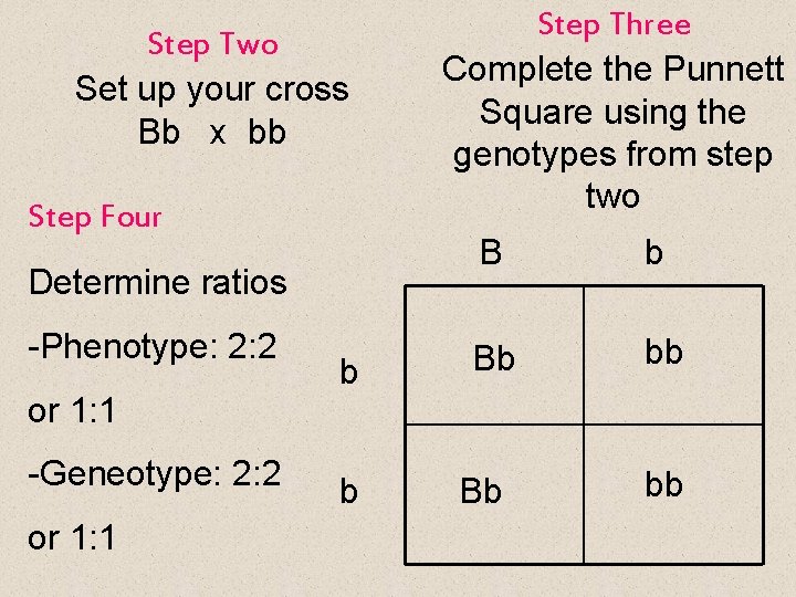 Step Two Set up your cross Bb x bb Step Four Determine ratios -Phenotype: