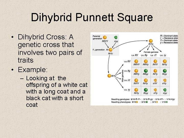 Dihybrid Punnett Square • Dihybrid Cross: A genetic cross that involves two pairs of