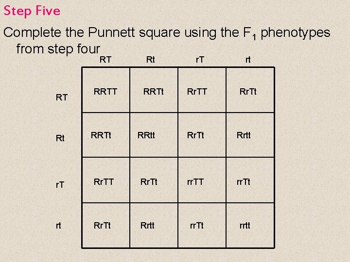 Step Five Complete the Punnett square using the F 1 phenotypes from step four