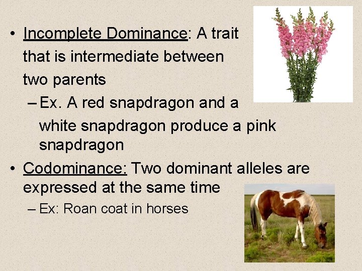  • Incomplete Dominance: A trait that is intermediate between two parents – Ex.