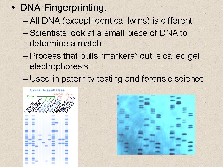  • DNA Fingerprinting: – All DNA (except identical twins) is different – Scientists