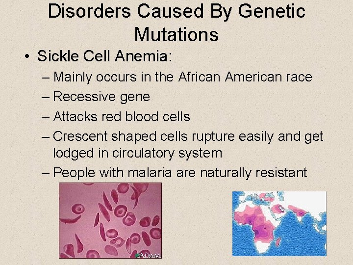 Disorders Caused By Genetic Mutations • Sickle Cell Anemia: – Mainly occurs in the