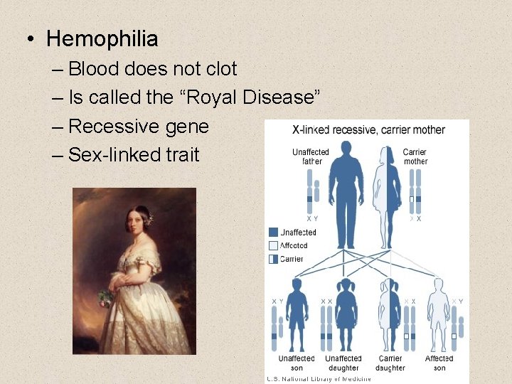  • Hemophilia – Blood does not clot – Is called the “Royal Disease”